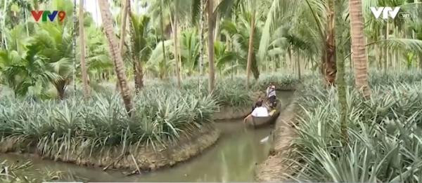 Mương nhỏ chứa nước giữa các vườn khóm Tắc Cậu để phục vụ tưới tiêu. Ảnh: VTV9.