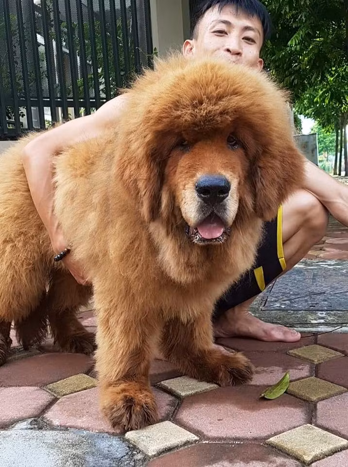 Ngoài số tiền đầu tư vài chục triệu đến cả trăm triệu đồng để mua chó, việc chăm nuôi chúng không hề đơn giản. Ảnh: Choalaskathuanchung.