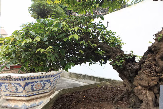 Bông, cành tán mọc từ gốc lên ngọn và được các nghệ nhân xưa bố trí hợp lý