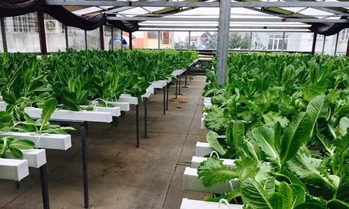 Vườn rau có hệ thống mái che hiện đại, số lượng rọ nhựa thủy canh lên tới 4500 rọ và cho ra khoảng 30kg rau sạch mỗi ngày. Ảnh: Lisado.