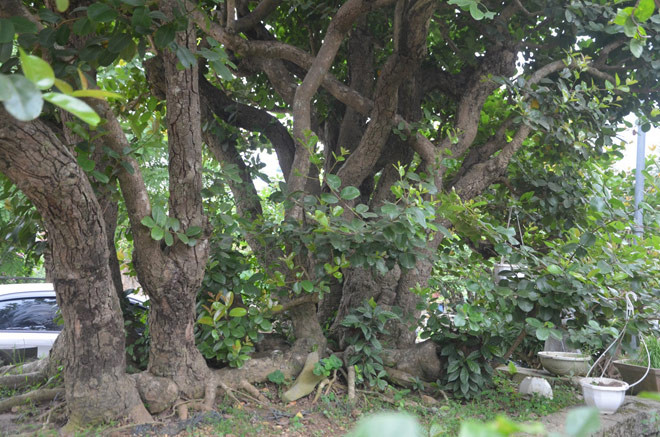 Cây cao hơn 3m, có 19 thân rồng uốn lượn đủ các hướng khác nhau, mỗi thân dài từ 3,5 – 4m. Ảnh: Dân Việt.