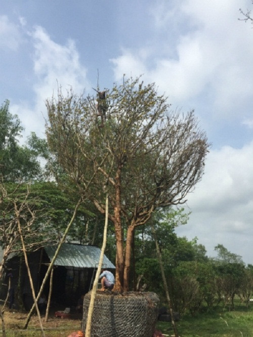 Mới đây, một cây mai cổ thụ, dáng phu thê của cặp vợ chồng lão nông ở Bình Phước được khách trả giá 3 tỷ đồng nhưng nhóm nhân vẫn chưa đồng ý bán. Ảnh: DKN.