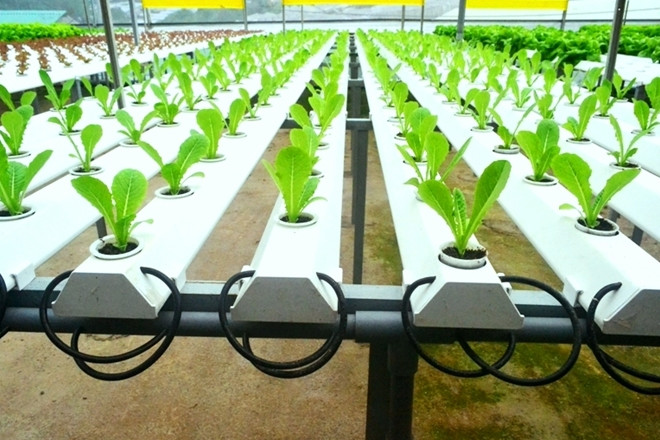 Nông trại rau thủy canh của gia đình anh Phan Tuấn Linh (số 40, Vạn Thành, TP Đà Lạt) khiến mọi người ngỡ ngàng bởi sự hiện đại, sạch sẽ. Ảnh: Cand.