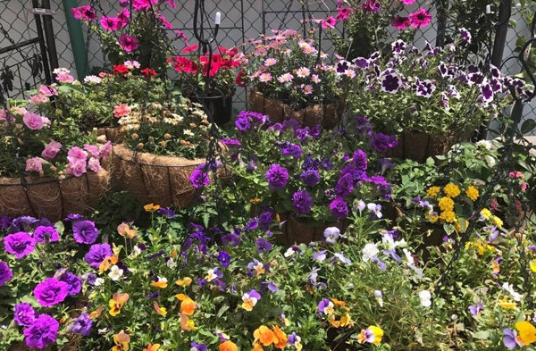 Chị Xuân trồng nhiều loại hoa như dạ yến thảo, hoa cúc, hoa hồng, diễm châu...Ảnh: Em đẹp.