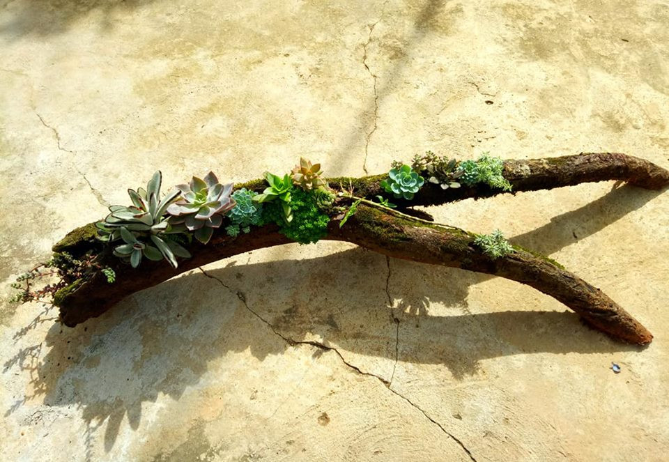 Không chỉ trồng trong chậu, một bạn yêu cây cảnh còn sáng tạo trồng sen đá trên thân cây gỗ.