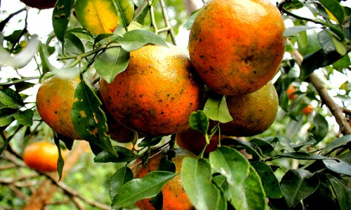 Cũng theo ông Hùng, chăm sóc cam bù là công phu nhất: “Trung bình mỗi gốc cam trồng khoảng bốn năm mới cho quả.