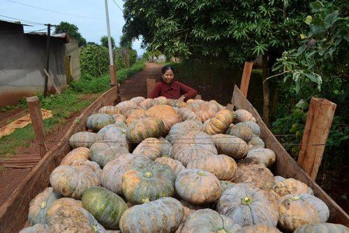 Hiện cả xã đang còn 100 tấn bí đỏ chờ "giải cứu". Ảnh: Moitruong.