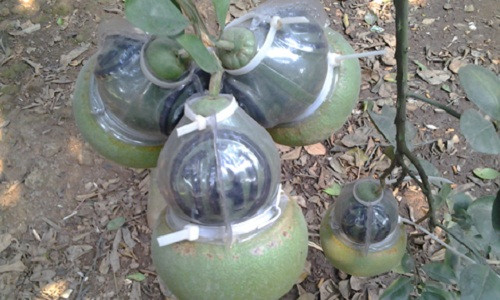 Bưởi hồ lô Tài - Lộc giá 1,2 – 1,5 triệu đồng/trái. Ảnh: Congan.