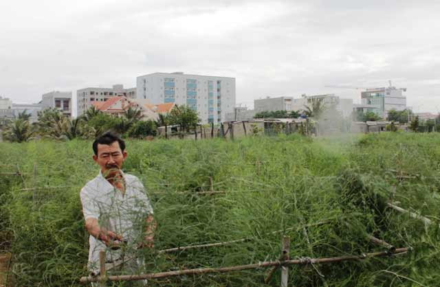 Với giá bán từ 50.000 - 70.000 đồng/kg, vài năm gần đây, măng tây trở thành cây trồng mang lại giá trị kinh tế cao của không ít bà con. Ảnh: Dân Việt.