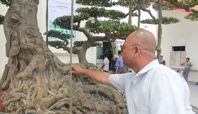 Phần rễ bám chặt vào đá còn phần trên như rồng bay lên. Ảnh: Dân Việt.