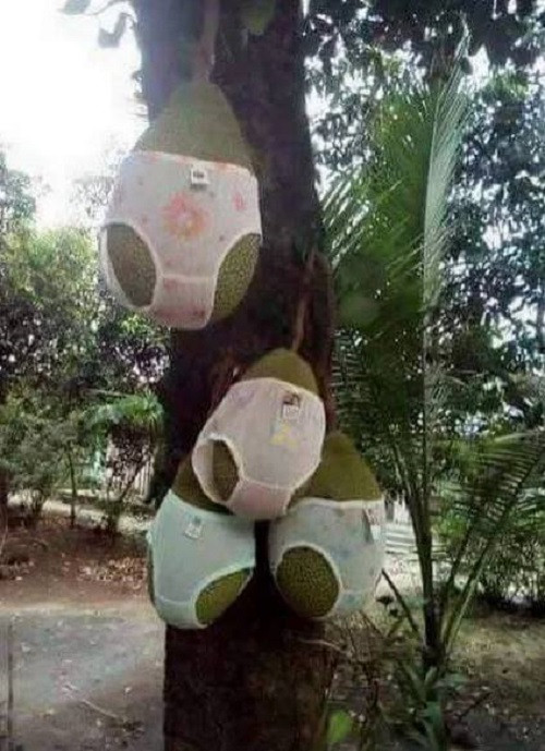 Mít của nàng và cách chống trộm hiệu quả. Ảnh: FB daophay Bảydaophay.