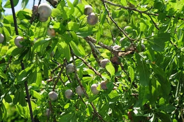 Vườn mận chín đỏ như hàng vạn ánh đuốc nổi bật giữa rừng xanh. Ảnh: Traicaydungmap.