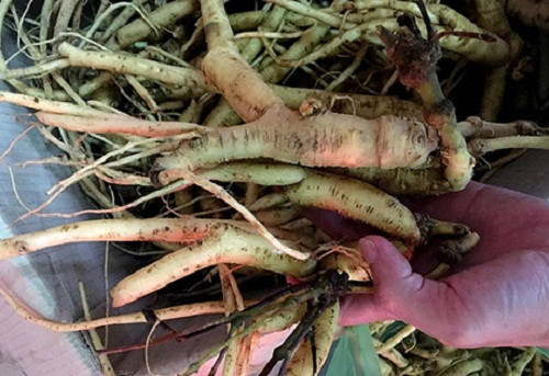 Huyện Tu Mơ Rông, tỉnh Kon Tum được xem là thủ phủ của sâm dây. Ảnh: Baokontum.