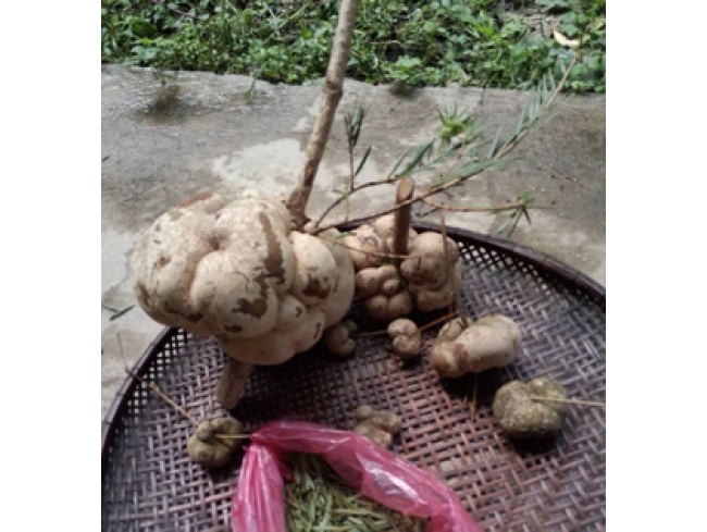 Khi côn trùng sâu bọ đục khoét thân cây vân sam, thân cây sẽ sinh ra chất nhựa để bảo vệ vết thương, từ cục nhựa này có thể mọc ra củ nấm phục linh thiên. Ảnh: Alipas.