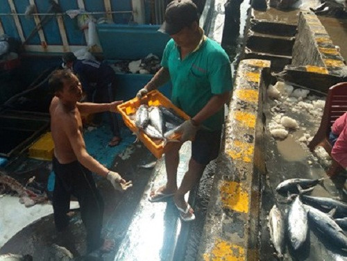 Ngày đầu năm, cảng cá Hòn Rớ (Nha Trang, tỉnh Khánh Hòa) tấp nập hàng trăm tàu cá của ngư dân. Nhiều tàu cá được “lộc biển” hàng trăm triệu đồng. Ảnh: VOV.