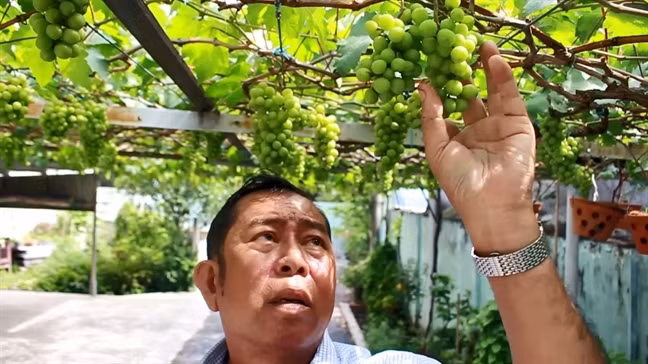 Trong một lần đi chơi ở Ninh Thuận, ông Ở được cho 2 gốc nho về trồng thử nhưng một gốc trồng bị chết, gốc còn lại, trồng 12 tháng thì cho trái bé bằng hạt tiêu và ăn rất chua. Ảnh: Phunuonline.