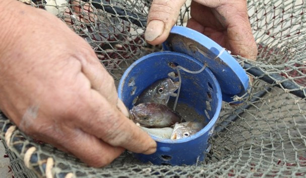 Để săn cua đá biển, người dân phải sử dụng bẫy thả vào các hang đá. Ảnh: Baonghean.