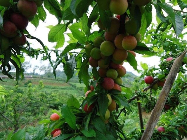 Hộ trồng ít thu vài chục đồng/mùa, hộ trồng nhiều thu tới 500 triệu đồng, thậm chí gần tỷ đồng mỗi mùa mận chính. Ảnh: Foody.