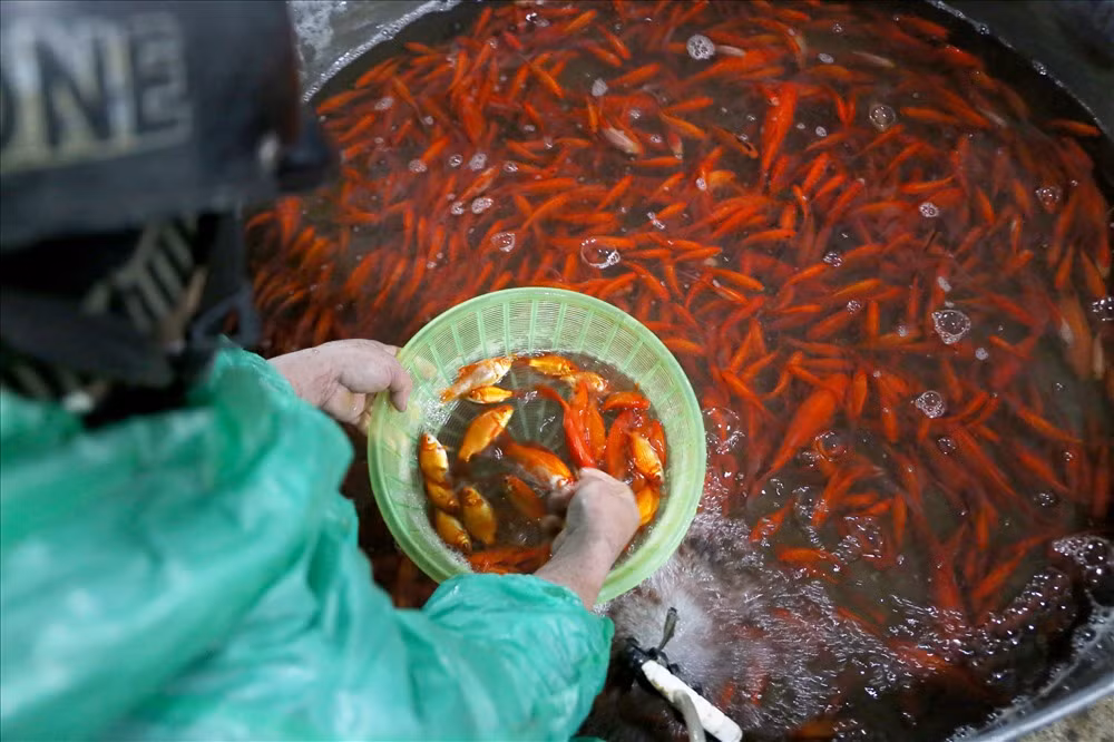 Cá chép được người dân ưa chuộng trong những ngày này phải là cá khỏe, vảy không bị bong, màu vàng bóng.
