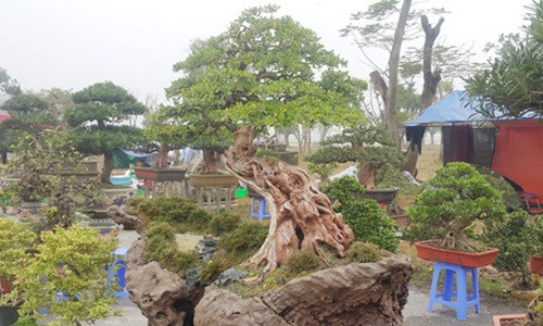 Đây là cây linh sam kiểng dáng thế "cực độc" của anh Lê Tiến Thịnh ở tại TP Nha Trang (Khánh Hòa). Ảnh: Dân Việt.