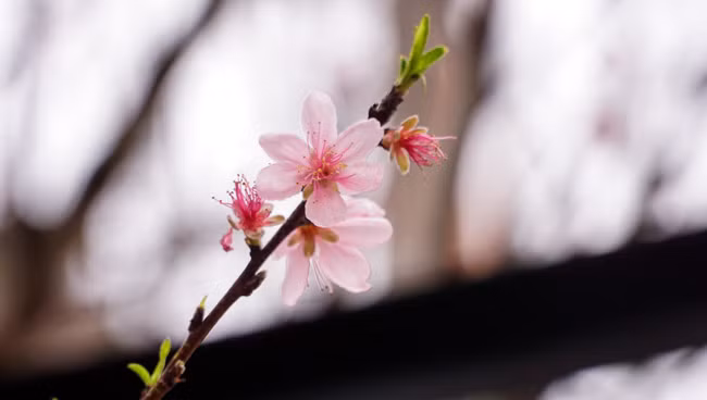 Đào rừng tuy không có dáng thế nhưng người chơi vẫn thích mua vì nó là đào tự nhiên không qua bàn tay con người tác động vào.