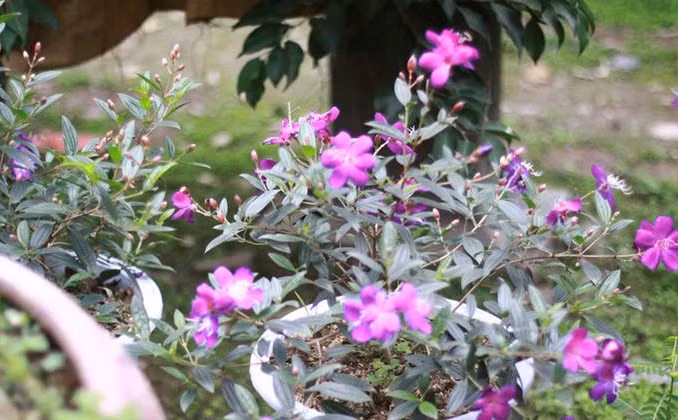 Cây sim cảnh có thể trồng trực tiếp trong bồn, chậu hoặc trong vườn. Ảnh: Hongcaycanh.