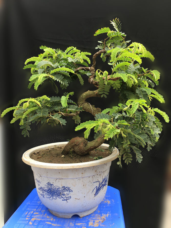 Me cảnh mini có thể trang trí trên bàn làm việc, bàn trà phòng khách. Ảnh: Bonsaiart.