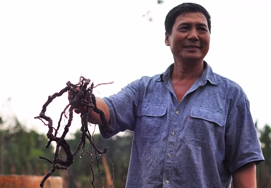 Rễ cây hồ tiêu là thứ bỏ đi nhưng thương lái lại mua với giá 20.000 đồng/kg (rễ tươi), 80.000 đồng/kg (rễ khô). Ảnh: Dân Việt.