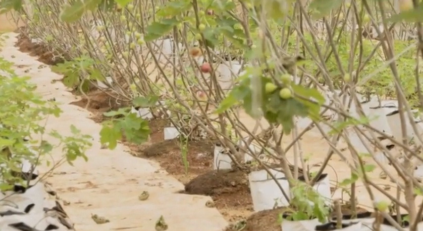 Các luống cây đều được phủ kín nilong vừa tránh cỏ mọc vừa giúp tạo ánh sáng cho cây quang hợp. Ảnh: Nongnghiepsach.