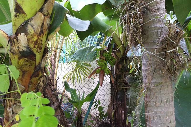 Chuối trổ bông và đậu quả.