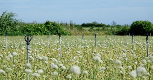Cánh đồng hoa hành trải như một bức tranh thiên nhiên do người nông dân ngày đêm cần mẫn tạo nên. Ảnh: Baoquangngai.