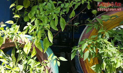 Tuy nhiên, cả những cây làm gia vị, cây ớt cay cũng có thể trồng và phát triển tốt