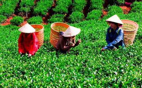 Trung bình thu nhập của các hộ trồng chè ở Tân Hương đạt gần 368 triệu/năm/ha. Nhiều gia đình có diện tích cao trên 5ha thu nhập tới tiền tỷ/năm. Ảnh: Cheviet.