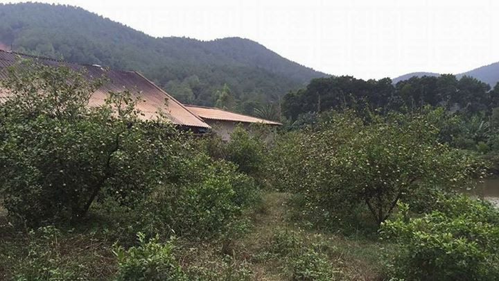 Toàn huyện Hưng Nguyên có khoảng 400 ha diện tích trồng chanh, tập trung chủ yếu ở các xã Hưng Yên Bắc, Hưng Yên Nam. Ảnh: FB Nguyễn Lệ Hằng.