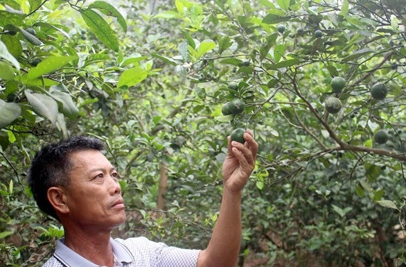 Khác với mọi năm, vụ chanh năm nay tại Hưng Nguyên giá cao 45.000 - 47.000 đồng/kg tại vườn. Ảnh: Baonghean.