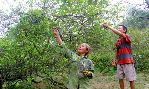 Cuối vụ, người dân đi "mót" từng quả chanh để bán. Ảnh: Baonghean.