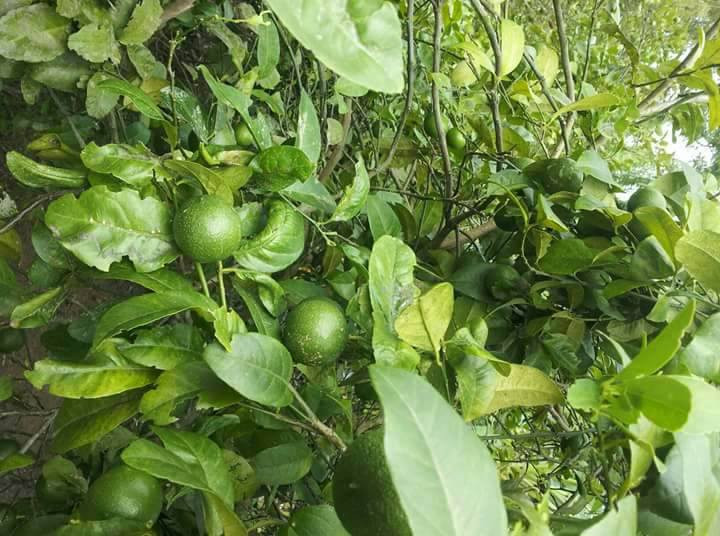 Mùa chanh muộn năm ngoái, quả đẹp cũng chỉ có giá 25.000 đồng/kg. Ảnh: FB Nguyễn Lệ Hằng.