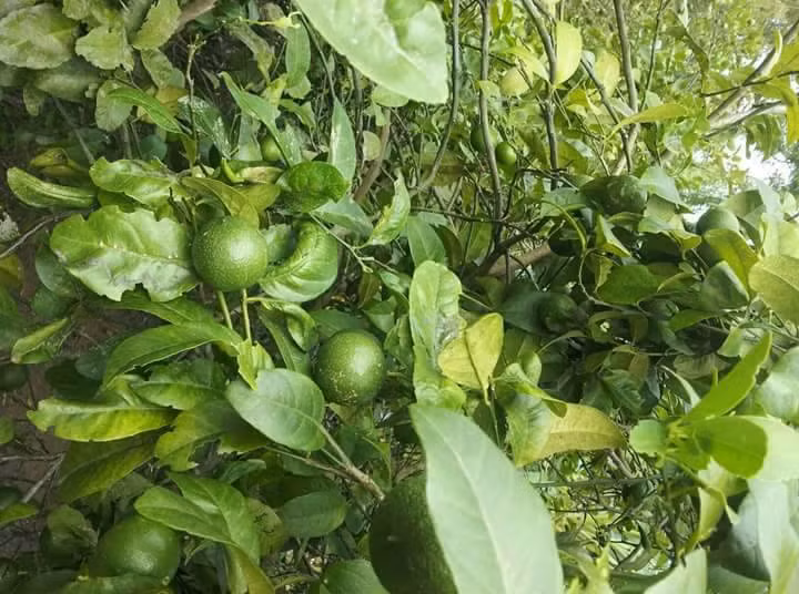 Mùa chanh muộn năm ngoái, quả đẹp cũng chỉ có giá 25.000 đồng/kg. Ảnh: FB Nguyễn Lệ Hằng.