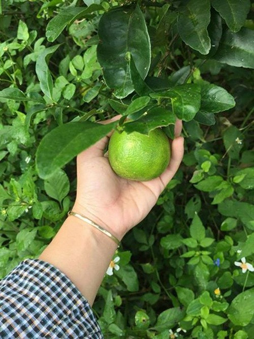 Với giá bán lẻ từ 55.000 - 60.000 đồng/kg (mỗi kg khoảng 15 quả), tính ra mỗi quả chanh hiện có giá gần 4.000 đồng. Ảnh: FB Nguyễn Lệ Hằng.