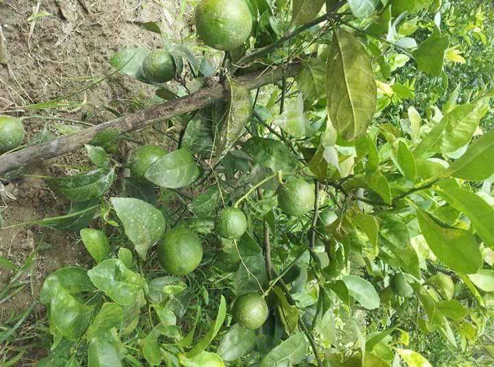 Giá chanh tăng cao do đang cuối vụ, thị trường cần nhiều khi bước vào mùa nắng nóng nhưng hàng lại khan hiếm. Ảnh: FB Thúy Lê.