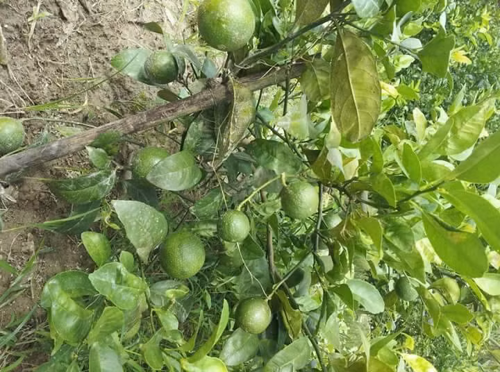 Giá chanh tăng cao do đang cuối vụ, thị trường cần nhiều khi bước vào mùa nắng nóng nhưng hàng lại khan hiếm. Ảnh: FB Thúy Lê.