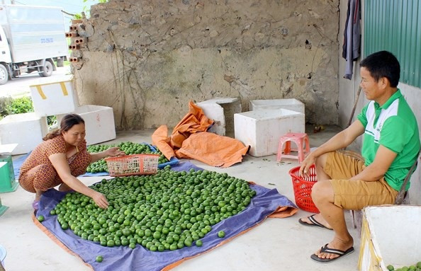 Được giá nhưng người dân lại không vui vì không có hàng để bán. Ảnh: Baonghean.