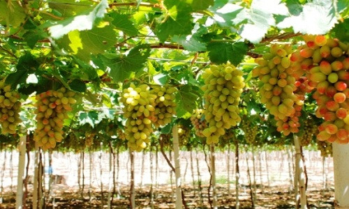 Giống nho ăn tươi NH01 -152 đang được nhiều thương lái thu mua