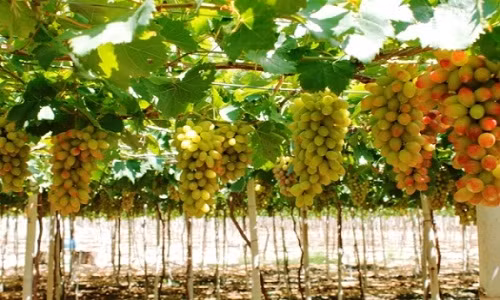 Giống nho ăn tươi NH01 -152 đang được nhiều thương lái thu mua