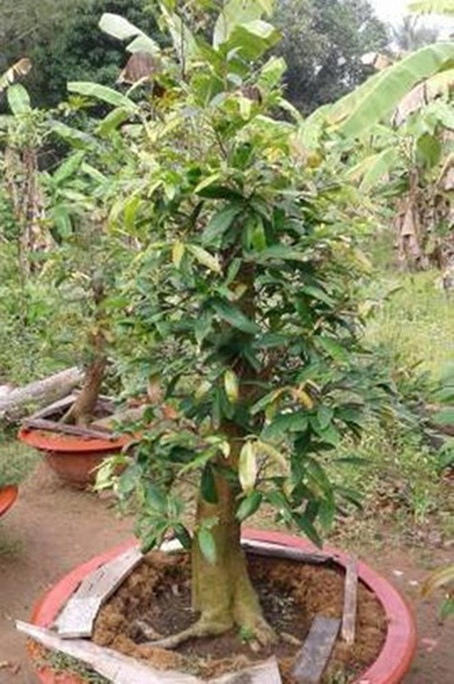 Cây may vàng nguyên thủy, chưa cắt ghép được rao bán trên các trang mạng với giá từ vài triệu đến vài chục triệu, thậm chí là vài trăm triệu đồng (Ảnh: KT)