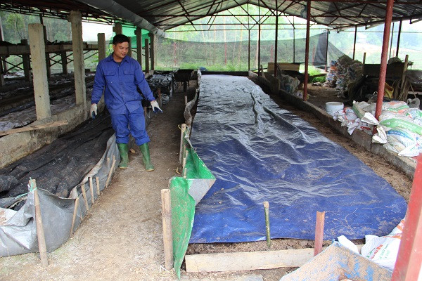 Nguồn thu từ bán giun thịt, giun giống, phân giun cho anh Hồng thu lãi từ 80 – 100 triệu đồng/tháng. Ảnh: Dân Việt.