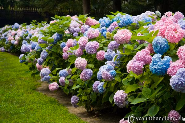 Hoa cẩm tú cầu với nhiều màu sắc khác nhau sẽ tạo nên một hàng rào ấn tượng cho không gian quanh nhà. Ảnh: Caycanhthanglong.