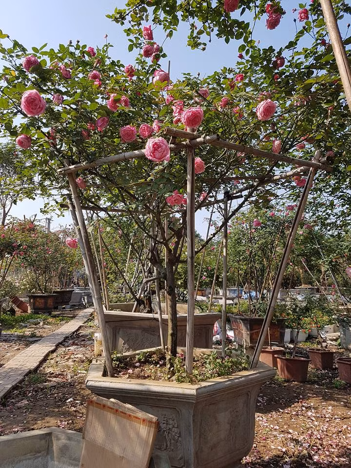 Hồng cổ Sapa có thể ra hoa quanh năm. Số lượng lớp cánh dầy lên đến hơn 50 lớp. Ảnh: FB Lê Mạnh.