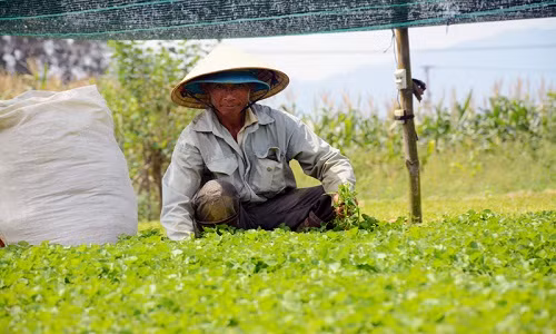 Bỏ qua nhiều lời khuyên trồng cây gì, nuôi con gì, lão nông Hà Ngọc Phi (xã Điện Minh, thị xã Điện Bàn, Quảng Nam) quyết định thuê đất để trồng loại rau dại mọc khắp bờ ruộng. Ảnh: Vietnamnet.