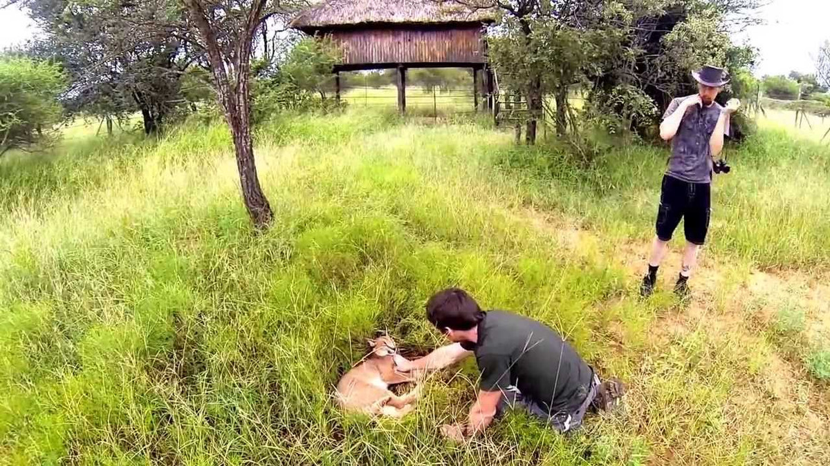 Tại Việt Nam, Linh miêu tai đen mới được du nhập về khoảng hơn một năm nay. Do hàng hiếm và gía đắt đỏ nên lượng người chơi còn khá ít. Ảnh: Youtube.